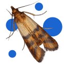 BROS - pułapka na mole spożywcze MAX - na samce i samice - 10 szt. BROS