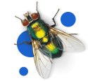 BROS - spray na komary i kleszcze 50% DEET 90ml - 2 szt. BROS